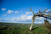 Solitary Windswept Tree On A Hill Top, Over Looking Fields And The Valley Below, Mid Devon, South West, Uk