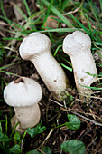 Wilde Puffball Pilze wachsen im Grasstreifen Mid Devon, South West, UK
