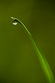 Droplet Of Water On End Of Blade Of Grass Early In The Morning, Lewes, East Sussex, Uk