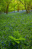 Brackenfarn inmitten von Glockenblumen im Wald bei Newick, East Sussex, Großbritannien