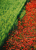 Line Of Red Poppies In Wheat Field In Provence, France.