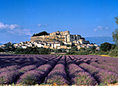 Grignan Chatau And Lavender Field, Drome, France.