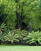 Vereinigtes Königreich, England, Cornwall, Falmouth, Pflanzen; Trebah Gardens