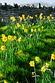 United Kingdom, England, Dorset, Daffodils; Swanage