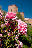 Morocco, Dar Ahlam Hotel; Skoura, Roses growing in garden with main kasbah behind