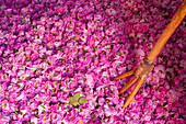 Marokko, Großer Rosenstapel mit großer Holzgabel (zum Wenden) in der Kasbah Des Roses; Tal der Rosen