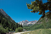 USA, Colorado, Kastanienbraune Glocken; Aspen