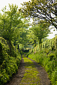 United Kingdom, England, Footpath in countryside; Devon