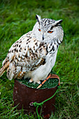 United Kingdom, England, Devon, Close up of owl; Uffculme