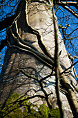 United Kingdom, England, Upward view of tree trunk; Devon