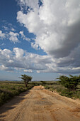 Landscape with road; Kenya