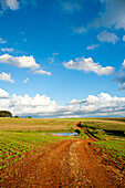 Soya And Corn Fields In Santa Barbara Do Sul, Rio Grande Do Sul, Brazil