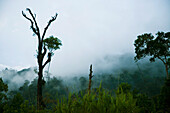 Malaysia, East-west 4 highway; Perak, Steam rising from trees in jungle at dusk