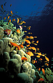 Orangefarbene Leierschwanz-Antilopen schwärmen über das Riff. Rotes Meer, Ägypten. Tauchen / Unterwasser.