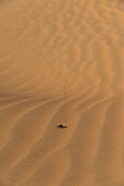 UAE, Abu Dhabi, Dung beetle on sand dune; Liwa