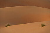 Detail von Grasbüscheln in Sanddünen in der Abenddämmerung, Liwa, Abu Dhabi, Uae