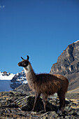 Llama in der Cordillera Real Bolivien