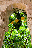 Zitronen an einem Baum im Franziskanerkloster, Dubrovnik Kroatien.Tif