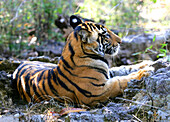 TIGER IN MADHYA PRADESH INDIA