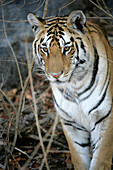 Tiger, Pench National Park; Madhya Pradesh, India