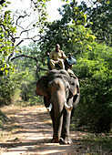 ELEPHANT SAFARI IN BANDHAVGARH PARK MADHYA PRADESH INDIA