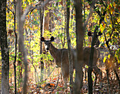 Sambal Deer In Pench National Park; Madhya Pradesh, India