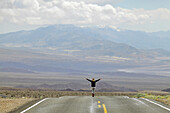 USA, Grenze Nevada, Kalifornien, Route 374; Death Valley National Park, Highway 374, Junge Frau auf verlassener Straße in der Wüste stehend