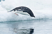 An Adelie penguin dives into the ocean from the top of an iceberg, as snow falls in Antarctica.