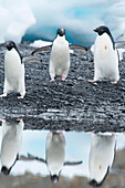 3 Adeliepinguine spazieren an der Küste entlang und spiegeln sich im Wasser bei Brown Bluff, Antarktis.