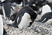 Ein Adeliepinguin füttert sein Pinguinküken in der Pinguinkolonie auf Brown Bluff, Antarktis.
