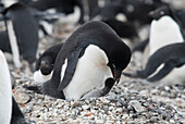 An Adelie penguin feeds its penguin chick at the penguin colony on Brown Bluff, Antarctica.