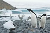 Gruppen von Adeliepinguinen spazieren entlang der Küstenlinie bei Brown Bluff, Antarktis.