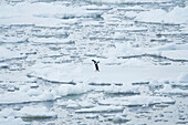 One lone Adelie penguin stands on top of pack ice in the French Passage off the coast of the Antarctic Peninsula.