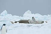 Snow falls on a gruop of Crabeater seals as they rest on an iceberg in Antarctica.