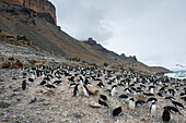 Adeliepinguin-Kolonie beim Nisten am Brown Bluff, Antarktis.