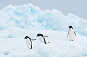 Adelie penguins walk along the top of an iceberg as snow falls in Antarctica.