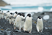 Gruppen von Adeliepinguinen spazieren entlang der Küste bei Brown Bluff, Antarktis.
