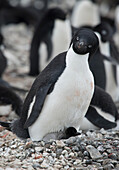 An Adelie penguin chick and its parent rest on a nest at the Brown Bluff colony, Antarctica.