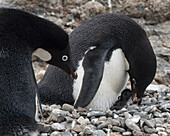 Ein Adeliepinguin füttert sein Pinguinküken in der Pinguinkolonie auf Brown Bluff, Antarktis.