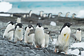Gruppen von Adeliepinguinen spazieren an der Küste von Brown Bluff, Antarktis, entlang.