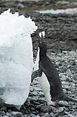 Ein Adeliepinguin frisst Eis am Brown Bluff, Antarktis.