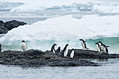 A group of Adelie penguins walk along the ice at Brown Bluff, Antarctica.