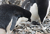 Ein Paar Adeliepinguine begrüßen ihr neugeborenes Pinguinküken, das aus dem Ei schlüpft.
