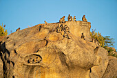Eine Gruppe von Languren (Semnopithecus) sitzt auf einem großen Felsen in den Aravali Hills in der Pali-Ebene von Rajasthan; Rajasthan, Indien