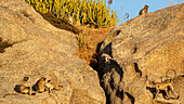 Troop of Langur monkeys (Semnopithecus) on a large rock in the Aravali Hills in the Pali Plain of Rajasthan; Rajasthan, India