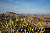 The landscape surrounding a dam lake and desert with desert plants and the Aravali Hills in the Pali Plain of Rajasthan; Rajasthan, India