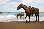 In Caletas Reserve, Osa Peninsula, several horses stand on the sandy beach and in the water while an expedition vessel anchors nearby.; Costa Rica