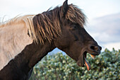 Ein Islandpferd streckt seine Zunge heraus; Gljasteinn, Island