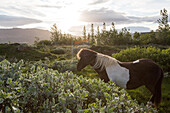 Ein Islandpferd steht auf einem Feld; Gljasteinn, Island