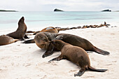A sea lion and her pup interacting on a beach lined with sleeping sea lions.; Pacific Ocean, Galapagos Islands, Ecuador
